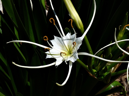 {Hymenocallis liriosme}